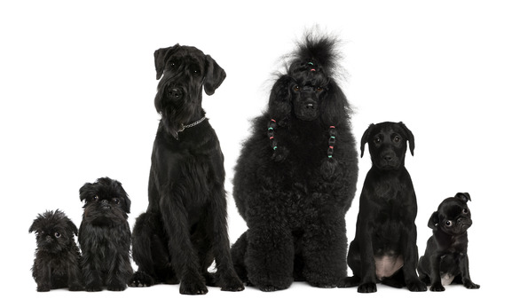 Black Dog Names Naming Dogs
